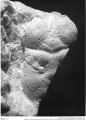 Historisches Foto von Gabriella anfracta (Schweitzer & Feldmann, 2009) (NHMW-AFW-GEO-BACHMAYER-FOTO-1990-0041-1518)